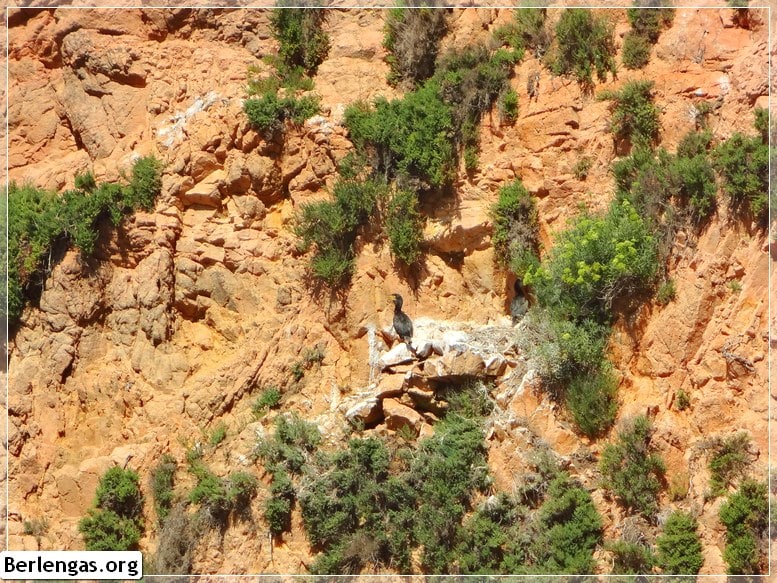 Observação de aves nas Berlengas