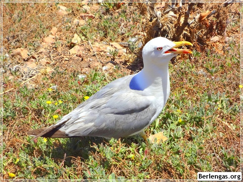 Yellow-legged Gull in the Berlengas Nature Reserve