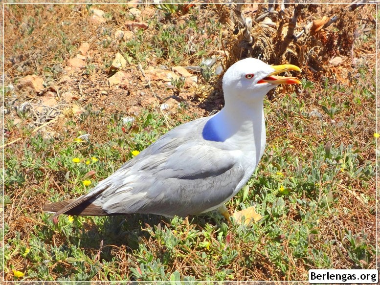 Gaivota de patas amarelas na Reserva Natural das Berlengas