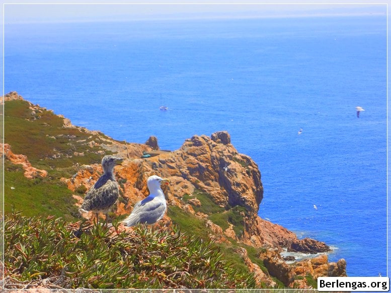 Berlengas Islands - Berlenga Grande