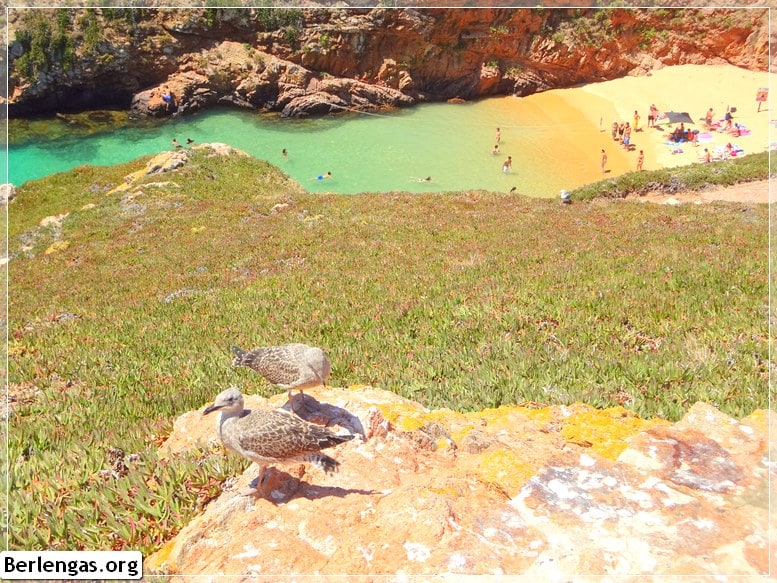 Praia da Berlenga Grande