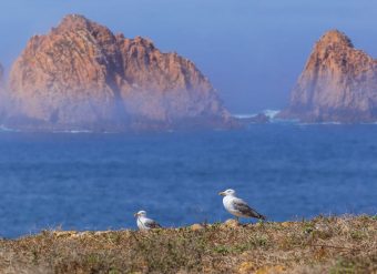 FOTOS BERLENGAS