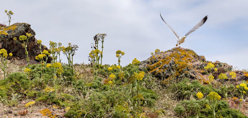 Nature of the Berlengas